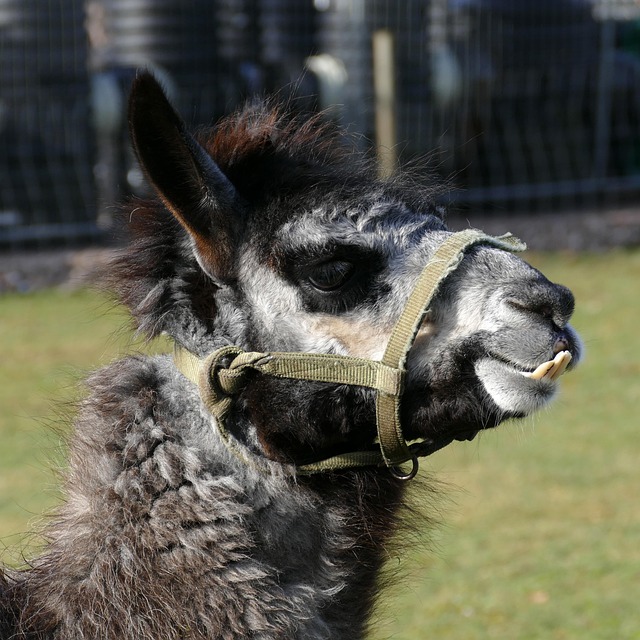 overbite
