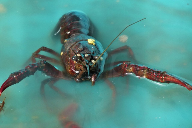 overfished seafood