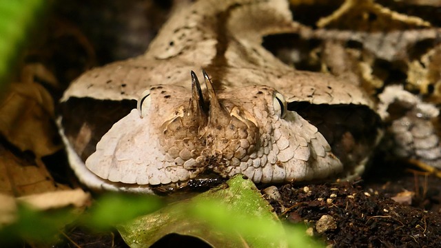 ovoviviparous