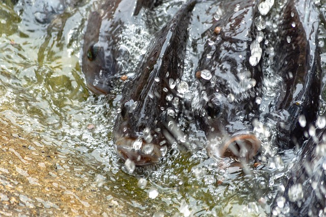 Hình ảnh minh họa ý nghĩa của từ oxygenation