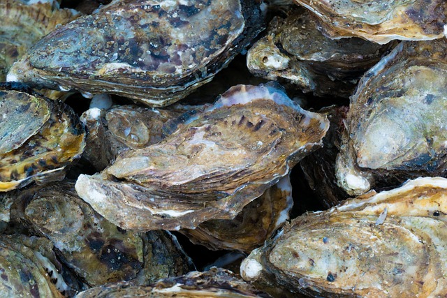 oyster