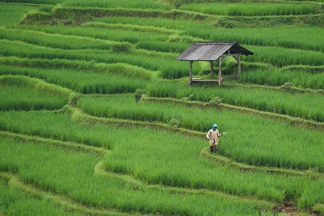 paddy field