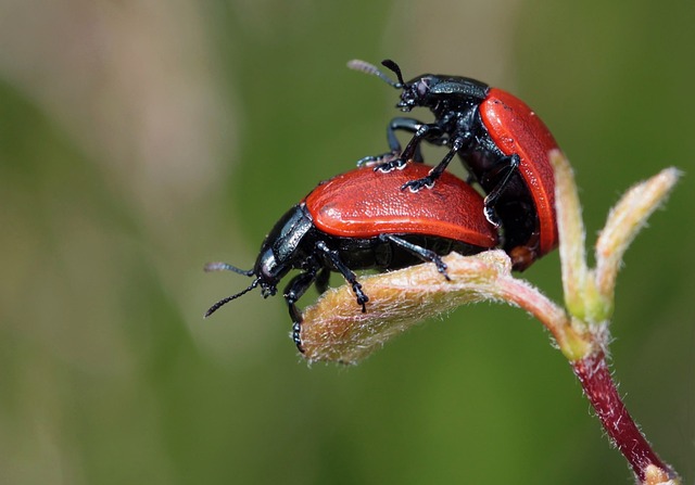 pairing