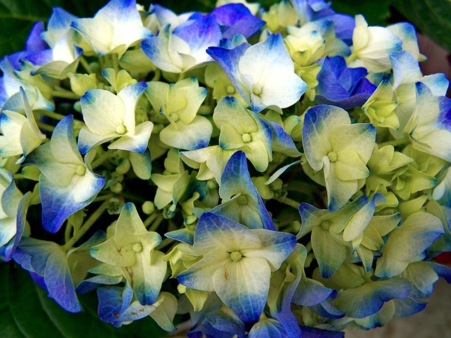 pale blue