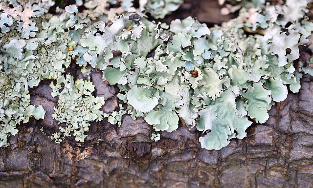 pale green