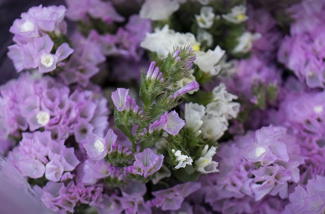 Hình ảnh minh họa ý nghĩa của từ pale purple