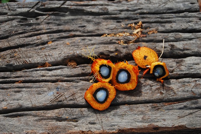 Hình ảnh minh họa ý nghĩa của từ palm oil