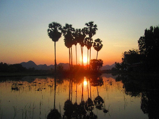 palm sugar
