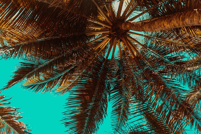 palms