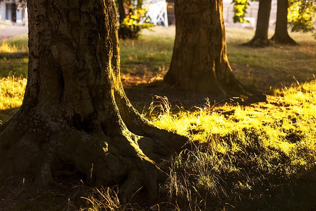 Hình ảnh minh họa ý nghĩa của từ pampiniform plexus