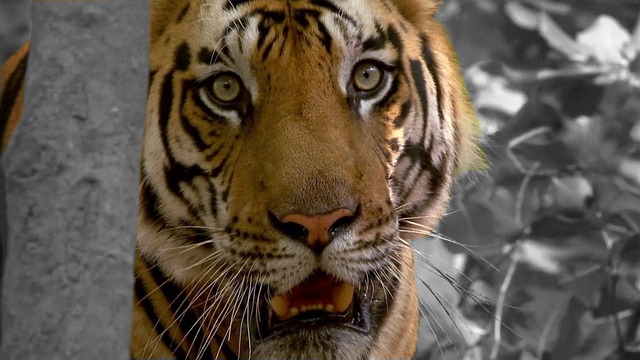 panthera tigris