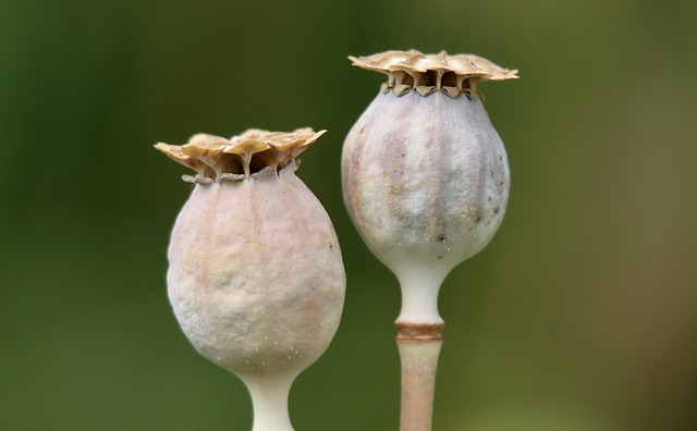 papaver somniferum