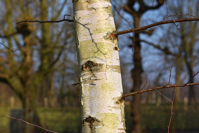 paper birch