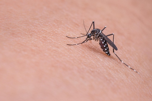 parasitic insect