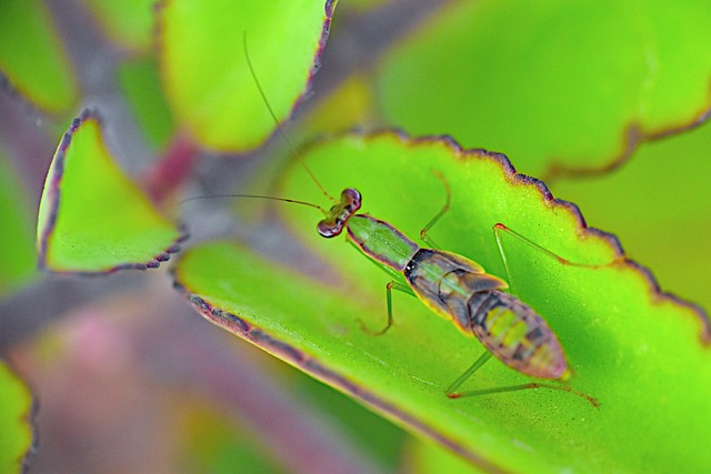 Hình ảnh minh họa ý nghĩa của từ parasitism