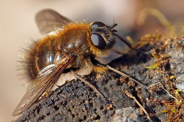 parasitoids