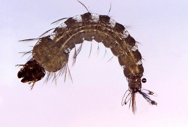 parasitosis