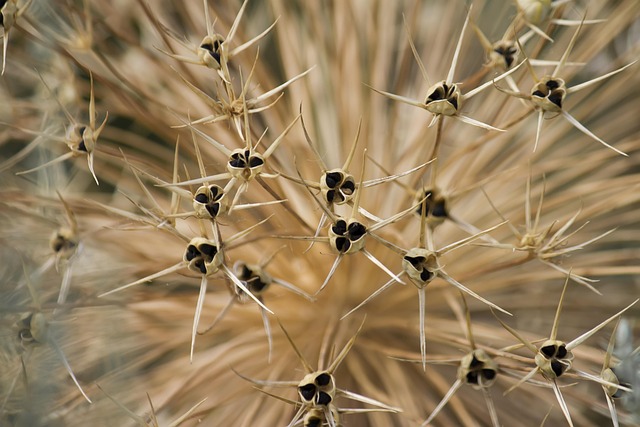 parched grass