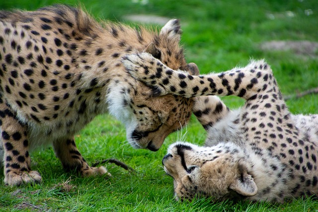 Hình ảnh minh họa ý nghĩa của từ pared