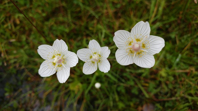parnassus