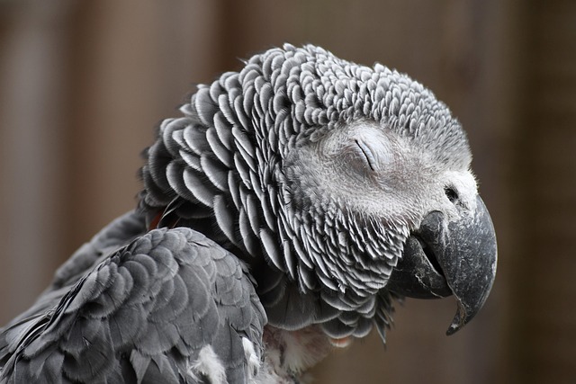 parroting