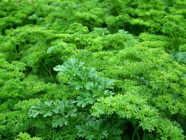 Hình ảnh minh họa ý nghĩa của từ parsley