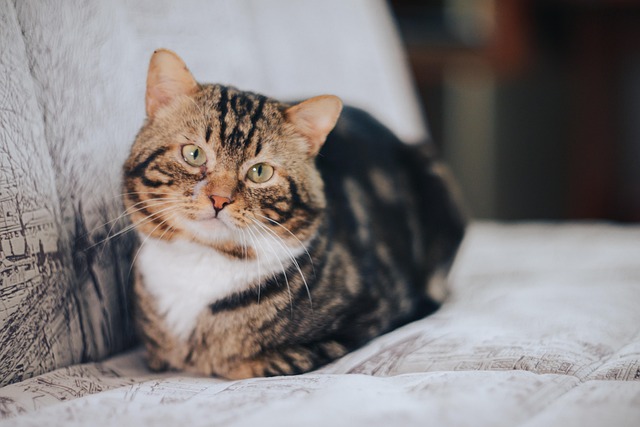 Hình ảnh minh họa ý nghĩa của từ participant observation