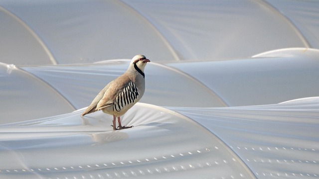 partridge