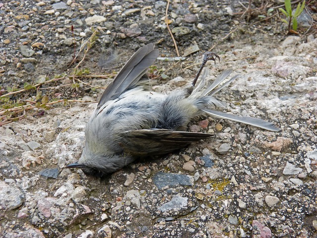 Hình minh họa morire