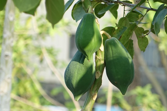 pawpaw