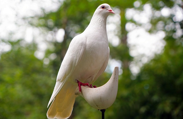 peaceful spirit