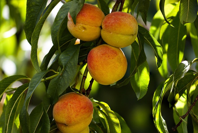 Hình ảnh minh họa ý nghĩa của từ peaches