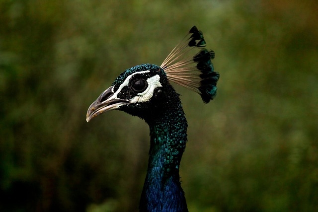 peafowl