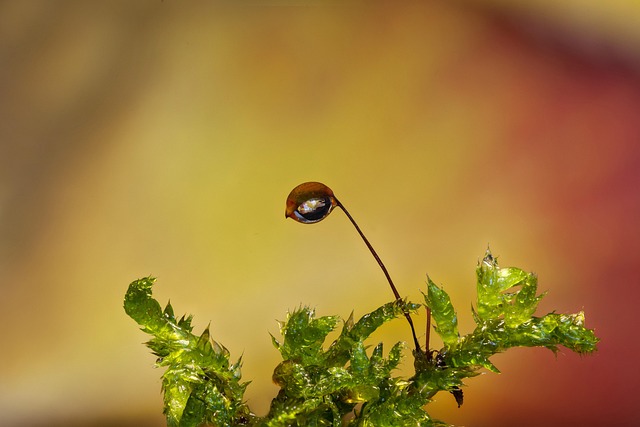 Hình ảnh minh họa ý nghĩa của từ peat moss