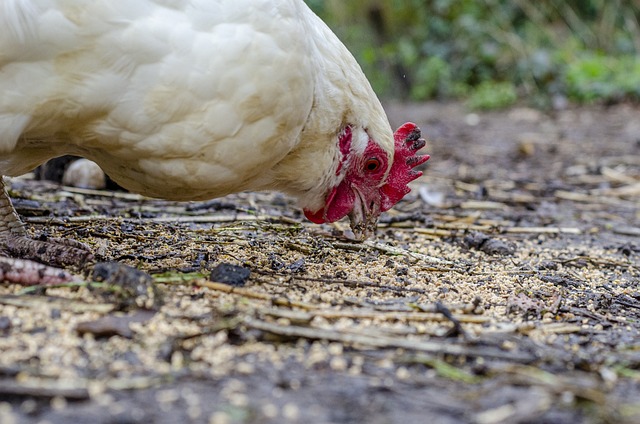 Hình ảnh minh họa ý nghĩa của từ peck