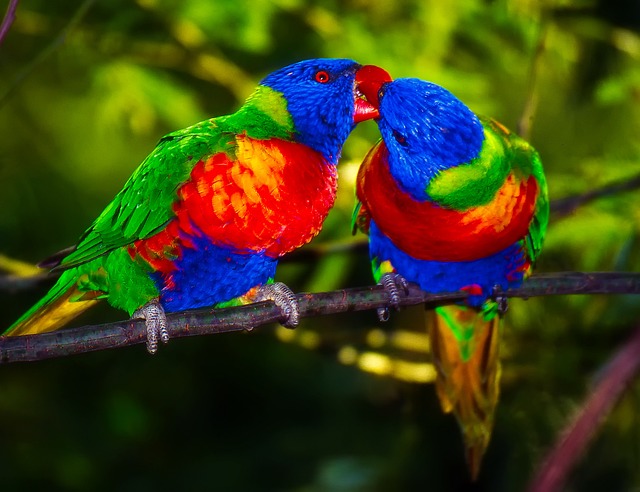 pecking
