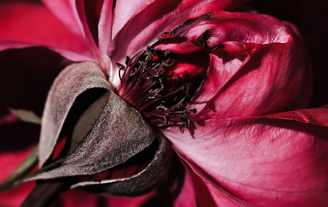 Hình ảnh minh họa ý nghĩa của từ pedicel