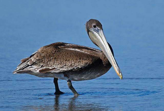 pelican