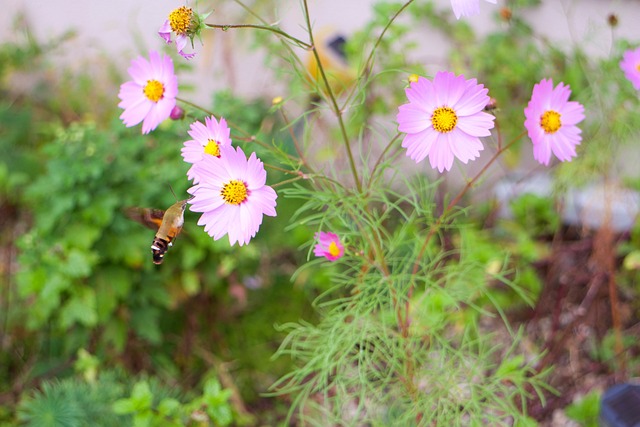 Hình ảnh minh họa ý nghĩa của từ pellucid