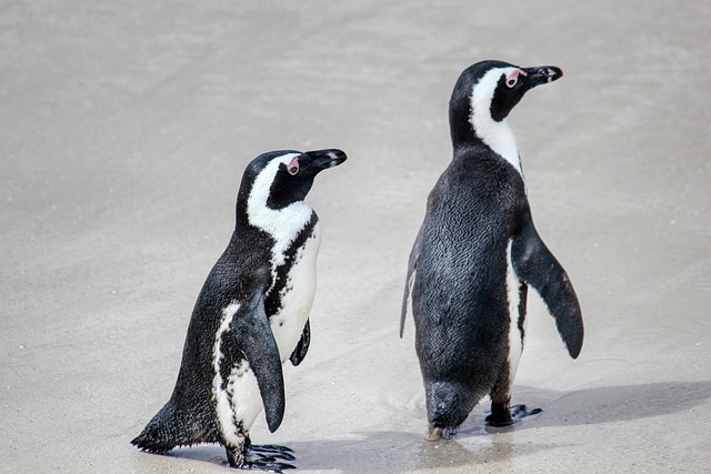 penguin