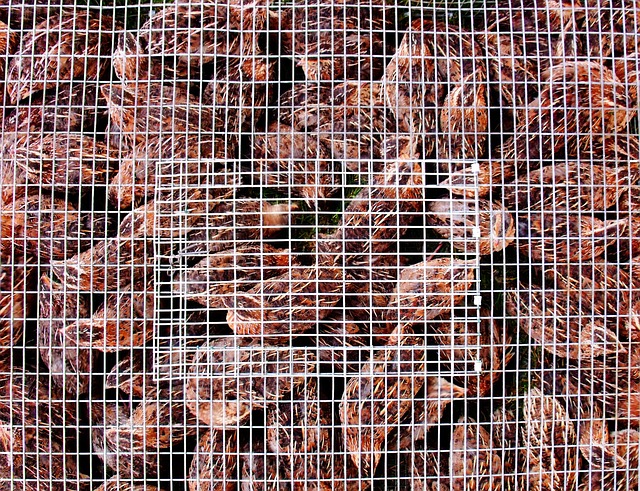 Hình ảnh minh họa ý nghĩa của từ penned