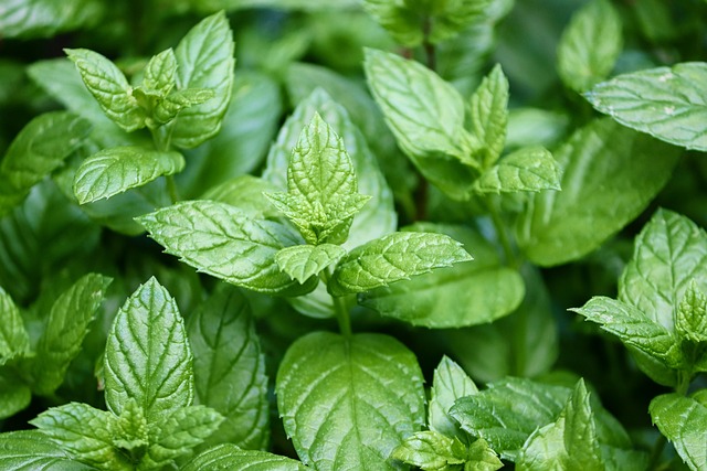 peppermint tisane