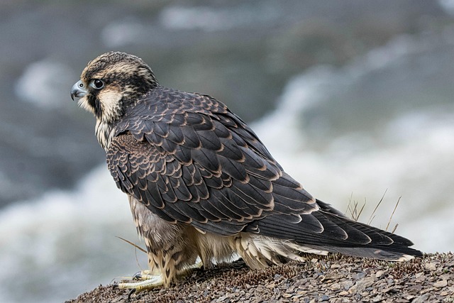 Hình ảnh minh họa ý nghĩa của từ peregrine falcon