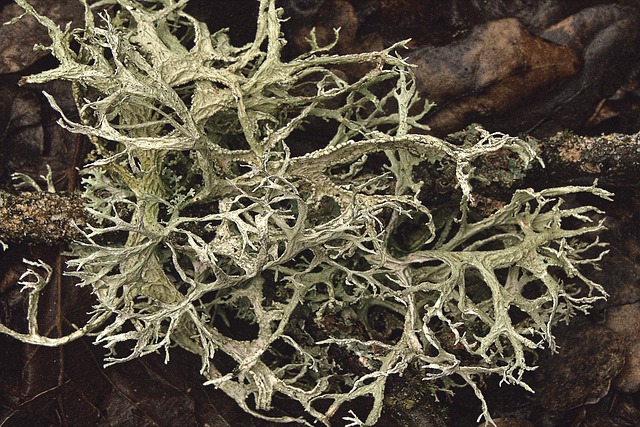 Hình ảnh minh họa ý nghĩa của từ periodontal ligament