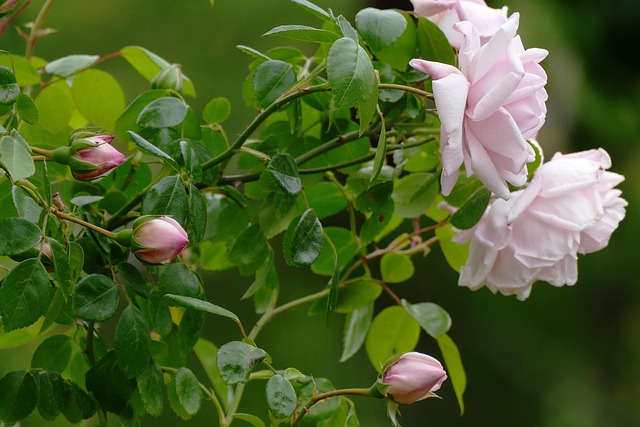 Hình ảnh minh họa ý nghĩa của từ perk