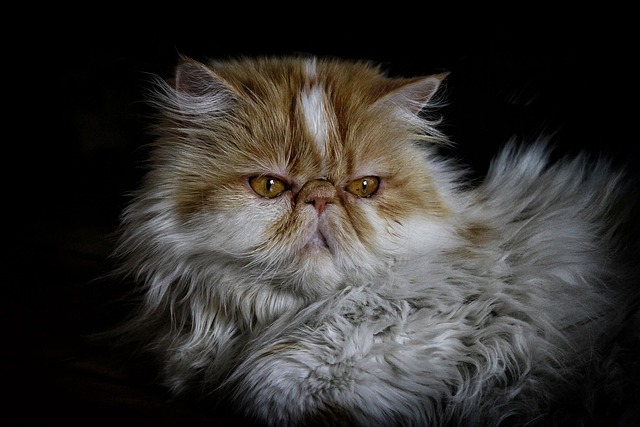 persian