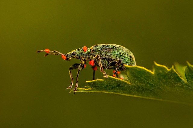 pest insects