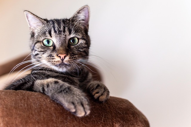 pet cat
