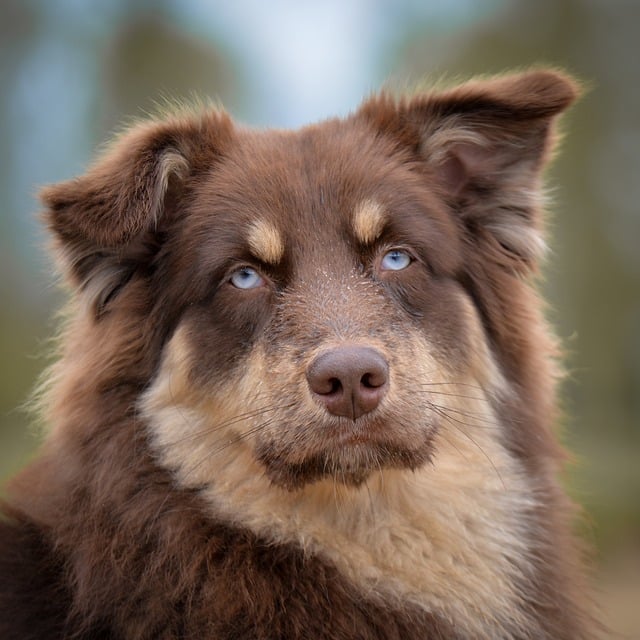 pet dog