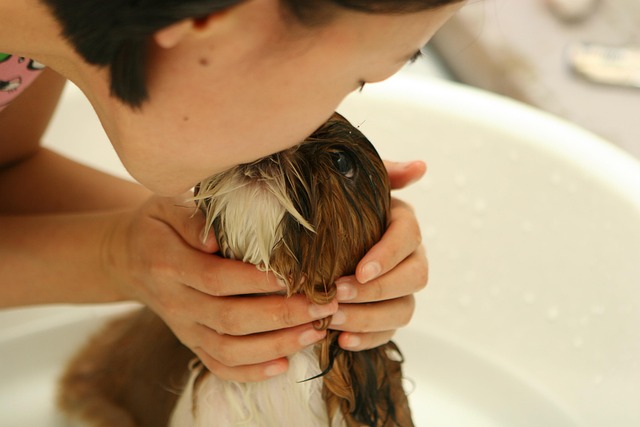 pet grooming
